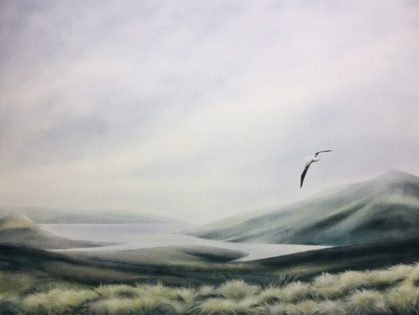 Royal Albatross - Campbell Island